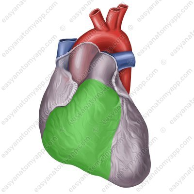 Right ventricle (ventriculus dexter)